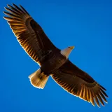Aigle en plein vol, liberté