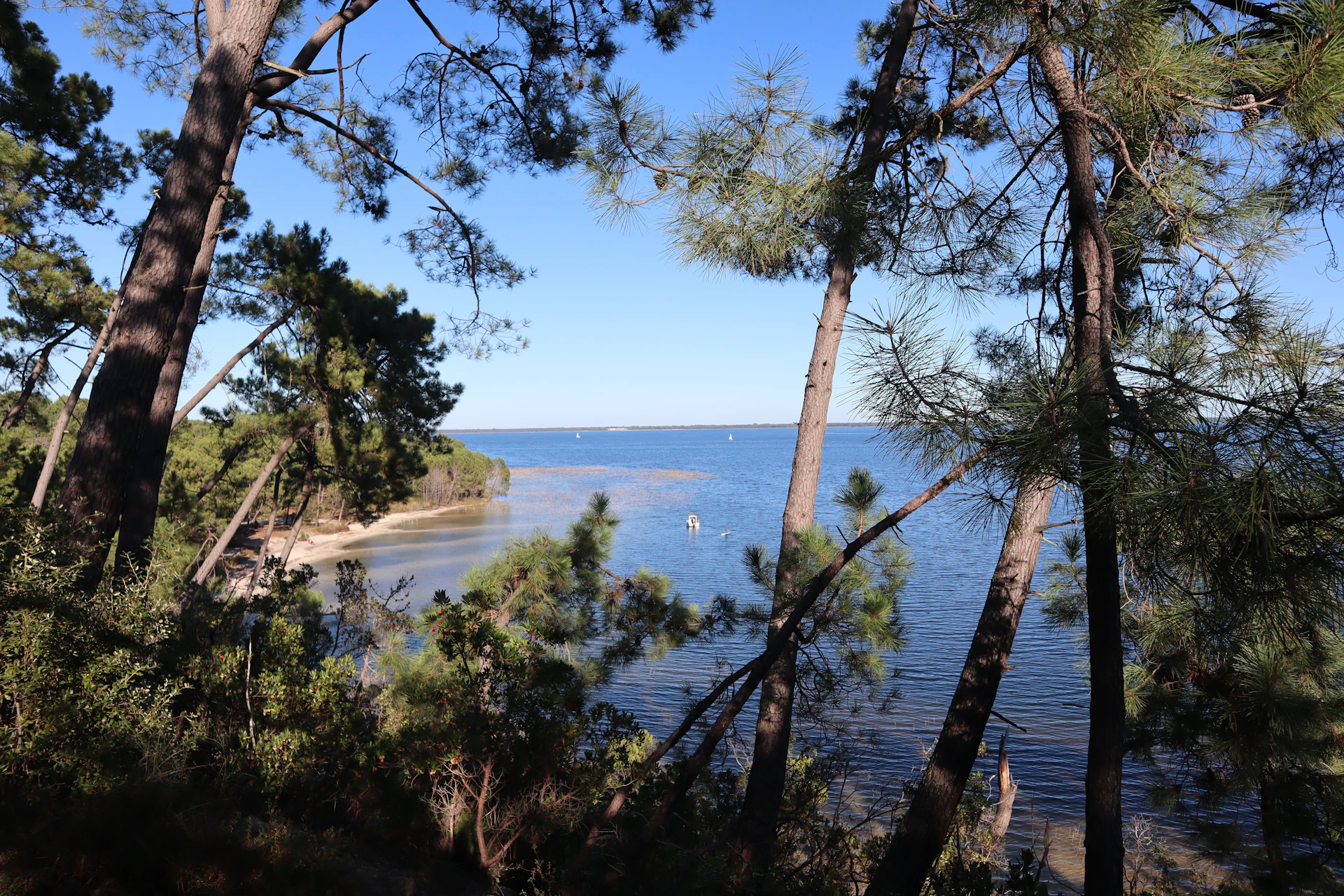 Le lac de Hourtin-Carcans bordé de pins en Gironde