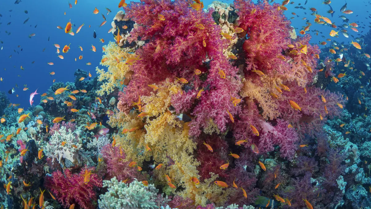 Récif corallien coloré en eau claire, avec des coraux mous roses et jaunes et des poissons orangés
